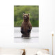 Brown Bear Sow Standing Wall Mural
