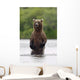 Brown Bear Sow Standing Wall Mural