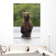 Brown Bear Sow Standing Wall Mural