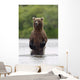 Brown Bear Sow Standing Wall Mural