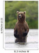 Brown Bear Sow Standing Wall Mural