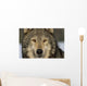 Portrait Of Grey Wolf Captive Alaska Se Winter Wall Mural