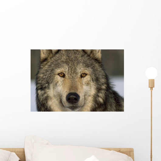 Portrait Of Grey Wolf Captive Alaska Se Winter Wall Mural