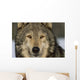 Portrait Of Grey Wolf Captive Alaska Se Winter Wall Mural