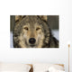Portrait Of Grey Wolf Captive Alaska Se Winter Wall Mural