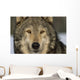 Portrait Of Grey Wolf Captive Alaska Se Winter Wall Mural