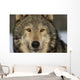 Portrait Of Grey Wolf Captive Alaska Se Winter Wall Mural