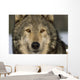 Portrait Of Grey Wolf Captive Alaska Se Winter Wall Mural