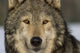Portrait Of Grey Wolf Captive Alaska Se Winter Wall Mural