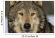 Portrait Of Grey Wolf Captive Alaska Se Winter Wall Mural