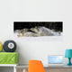 Pack Of Grey Wolves Running Through Deep Snow Wall Mural