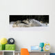 Pack Of Grey Wolves Running Through Deep Snow Wall Mural