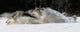 Pack Of Grey Wolves Running Through Deep Snow Wall Mural