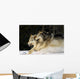 Pack Of Grey Wolves Running Through Deep Snow Wall Mural