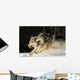 Pack Of Grey Wolves Running Through Deep Snow Wall Mural