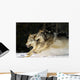 Pack Of Grey Wolves Running Through Deep Snow Wall Mural
