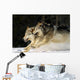 Pack Of Grey Wolves Running Through Deep Snow Wall Mural