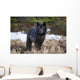 Archipelago Wolf Wall Mural