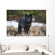 Archipelago Wolf Wall Mural