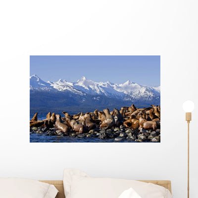Steller Sea Lions Haul Wall Mural shown on a wall