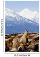 Steller Sea Lions Haul Out On A Small Island Wall Mural
