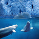 Belugas Underwater W/View Of Glacier Composite Wall Mural