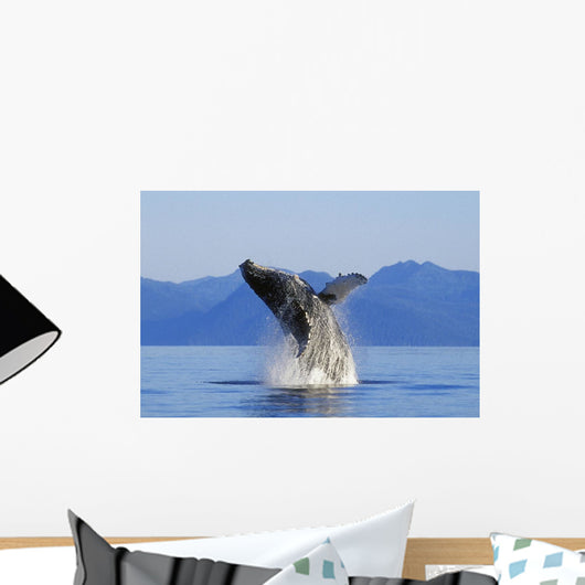 Humpback Whale Breaching In Inside Passage Se Ak Summer Wall Mural