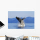 Humpback Whale Breaching In Inside Passage Se Ak Summer Wall Mural