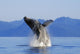 Humpback Whale Breaching In Inside Passage Se Ak Summer Wall Mural
