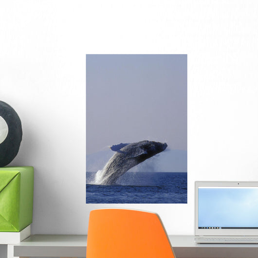 Humpback Whale Breaching In Inside Passage Se Ak Summer Backlit Wall Mural