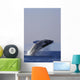 Humpback Whale Breaching In Inside Passage Se Ak Summer Backlit Wall Mural
