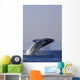 Humpback Whale Breaching In Inside Passage Se Ak Summer Backlit Wall Mural
