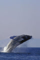 Humpback Whale Breaching In Inside Passage Se Ak Summer Backlit Wall Mural
