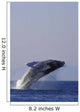 Humpback Whale Breaching In Inside Passage Se Ak Summer Backlit Wall Mural