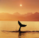 Silhouetted Humpback Whale Tail At Sunset Wall Mural