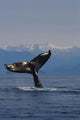 Humpback Whale Fluke Out Of Water Inside Passage Wall Mural