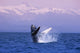 Humpback Breaching Wall Mural