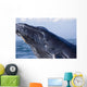Closeup Of Humpback Whale Breaching Wall Mural