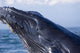 Closeup Of Humpback Whale Breaching Wall Mural