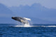 Humpback Whale Wall Mural