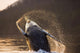 Humpback Whale Breaching Wall Mural