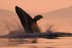 Humpback Whale Breaching At Sunset Wall Mural