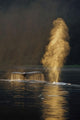 Pair Of Humpback Whales Swimming Wall Mural