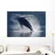Humpback Whale Breaching In The Waters Of The Inside Passage Wall Mural