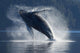 Humpback Whale Breaching In The Waters Of The Inside Passage Wall Mural