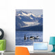 Pod Of Orca Whales Surfacing Wall Mural