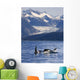 Pod Of Orca Whales Surfacing Wall Mural