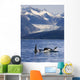 Pod Of Orca Whales Surfacing Wall Mural