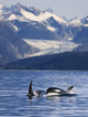 Pod Of Orca Whales Surfacing Wall Mural