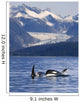 Pod Of Orca Whales Surfacing Wall Mural